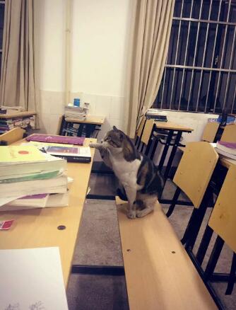 安大考研教室溜进来的猫