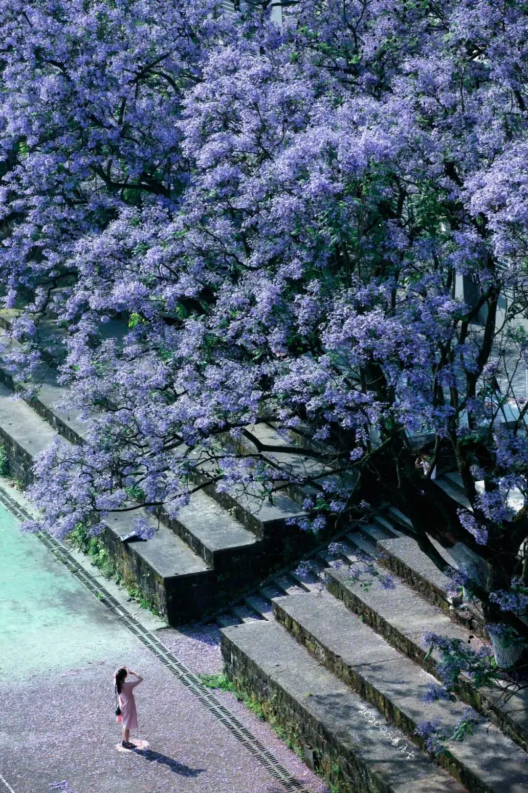[不说][不说][不说]我天 西大这蓝樱花美哭我