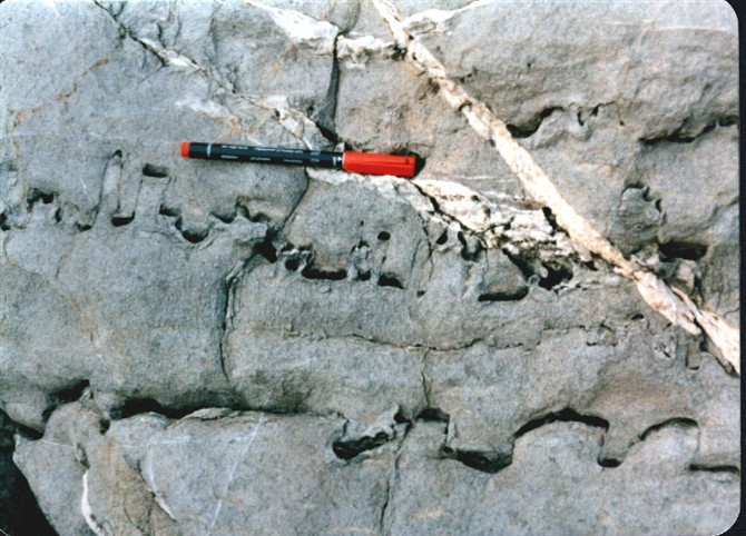 图35   弓状缝合线:石灰岩,白云岩类岩石在成岩过程中,因压溶作用形成