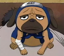 ╮╯▽╰╭俺终于发现俺为什么讨人厌俺是汪星人