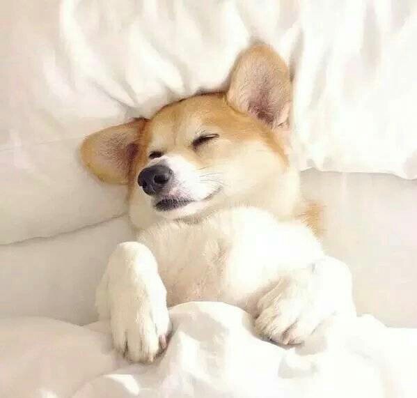 二本专英狗记录贴2017coming