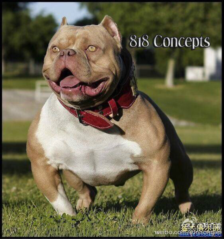 4-13 17:34 傻 为了证明是真爱 多写几个字  你就是我心中的一条狗狗