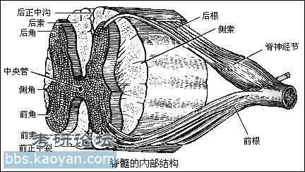 脊髓横切面解剖图图片