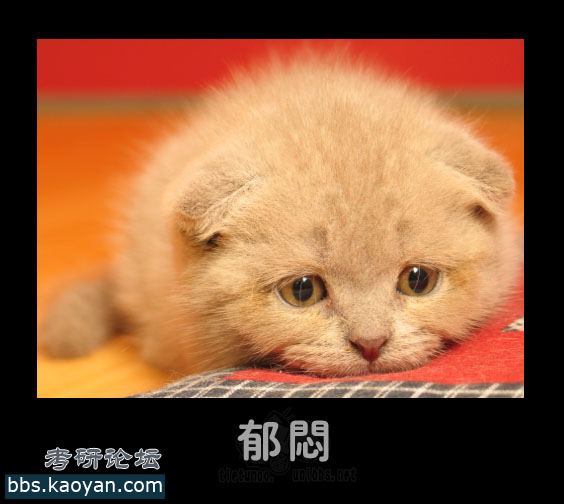 猫狗33图——哈,精华个,好不?