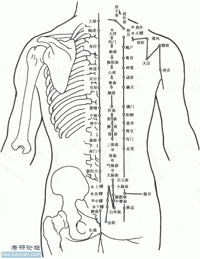 人体穴位