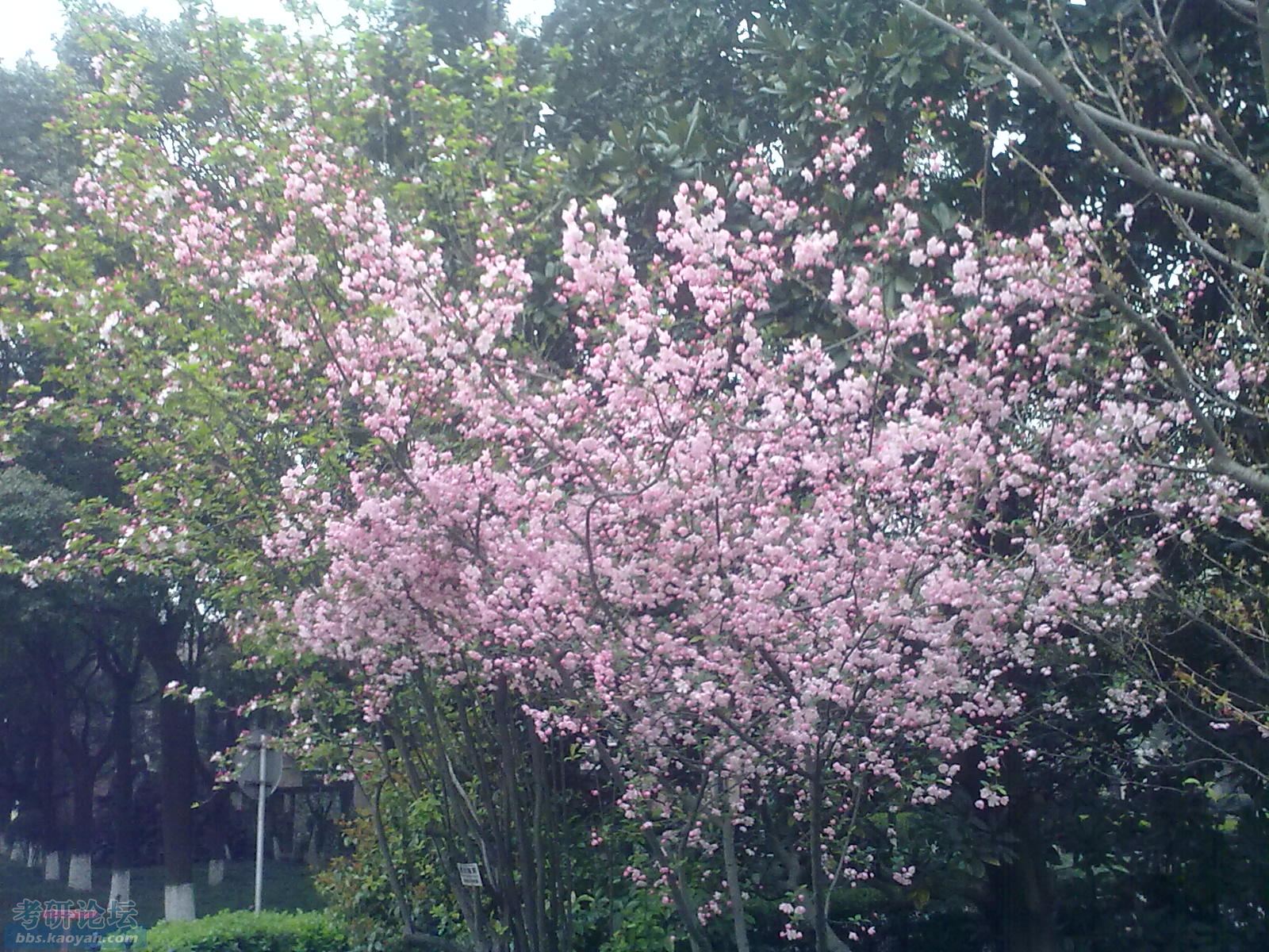 新华路地道旁的一树花,开得很灿烂